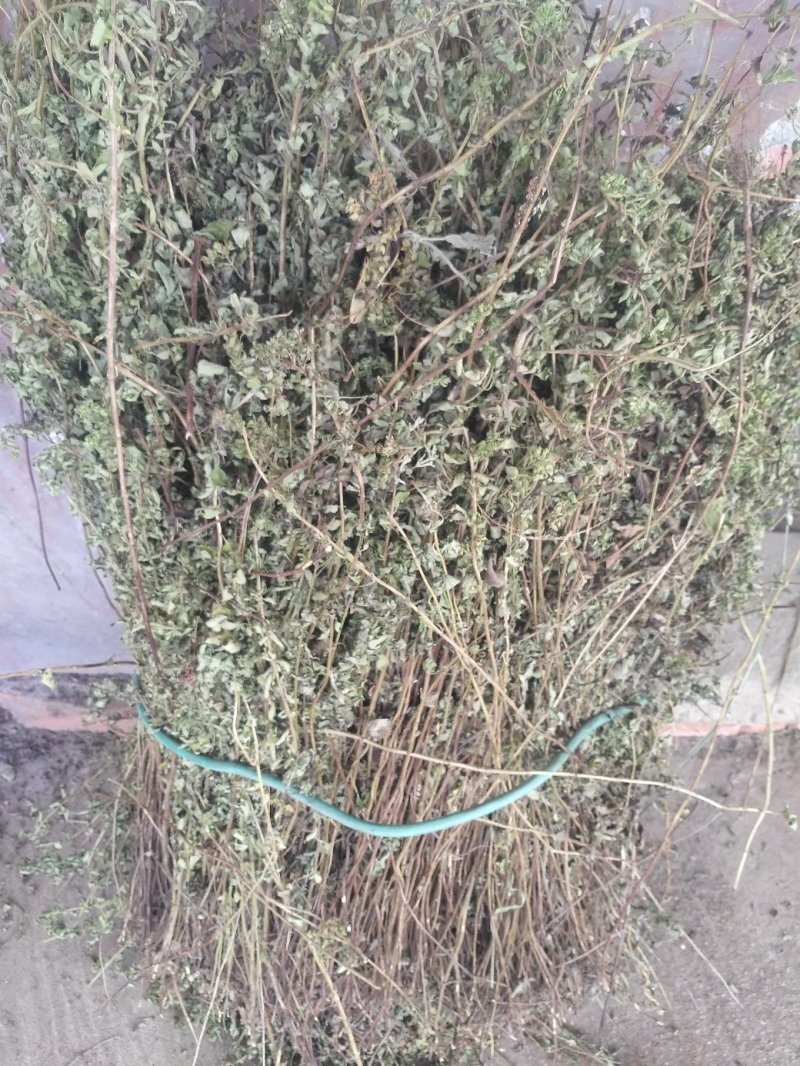 牛至，荆芥，全草无根，切段机压包