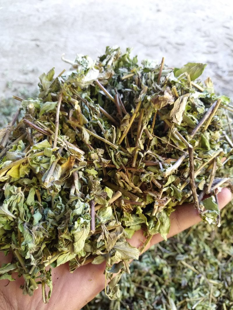 牛至，荆芥，全草无根，切段机压包