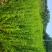 牛至，荆芥，全草无根，切段机压包