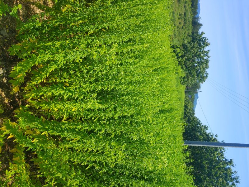 牛至，荆芥，全草无根，切段机压包