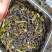 大坪土山茶惠来八仙土山茶1袋1斤潮汕工夫茶高山八仙茶叶