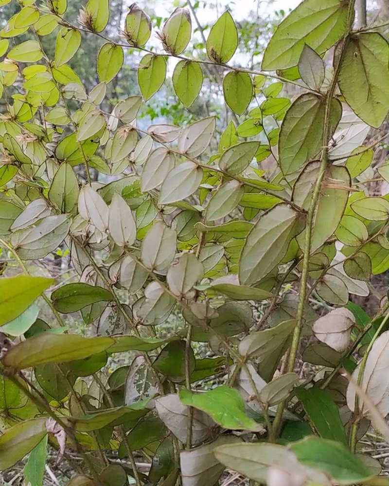 贵州毕节古夜郎野生白背兔儿风追风箭叶下花