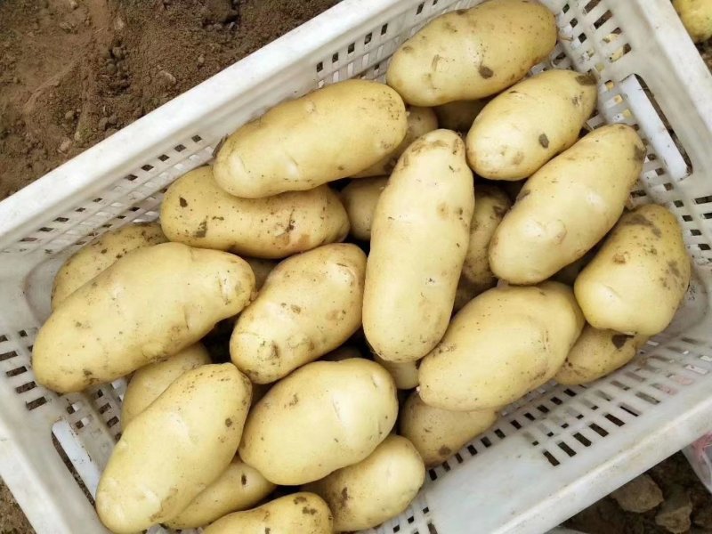 山东荷兰十五土豆大量上市了货源充足全国发货价格便宜