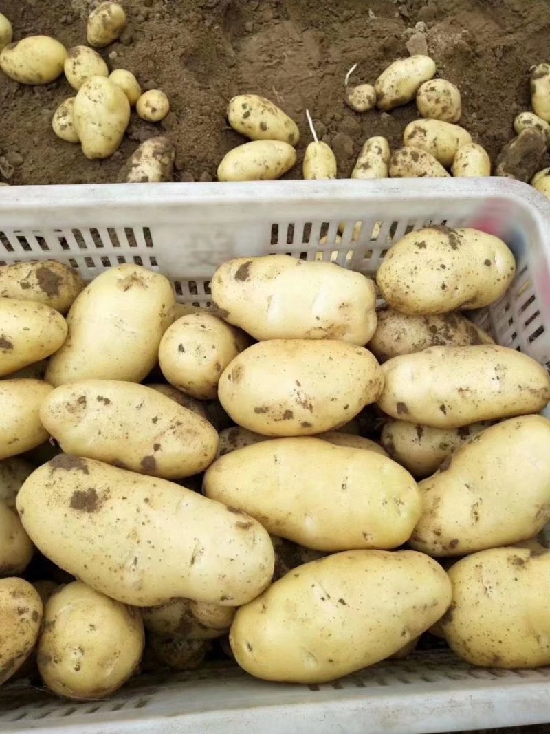 山东荷兰十五土豆大量上市了货源充足全国发货价格便宜