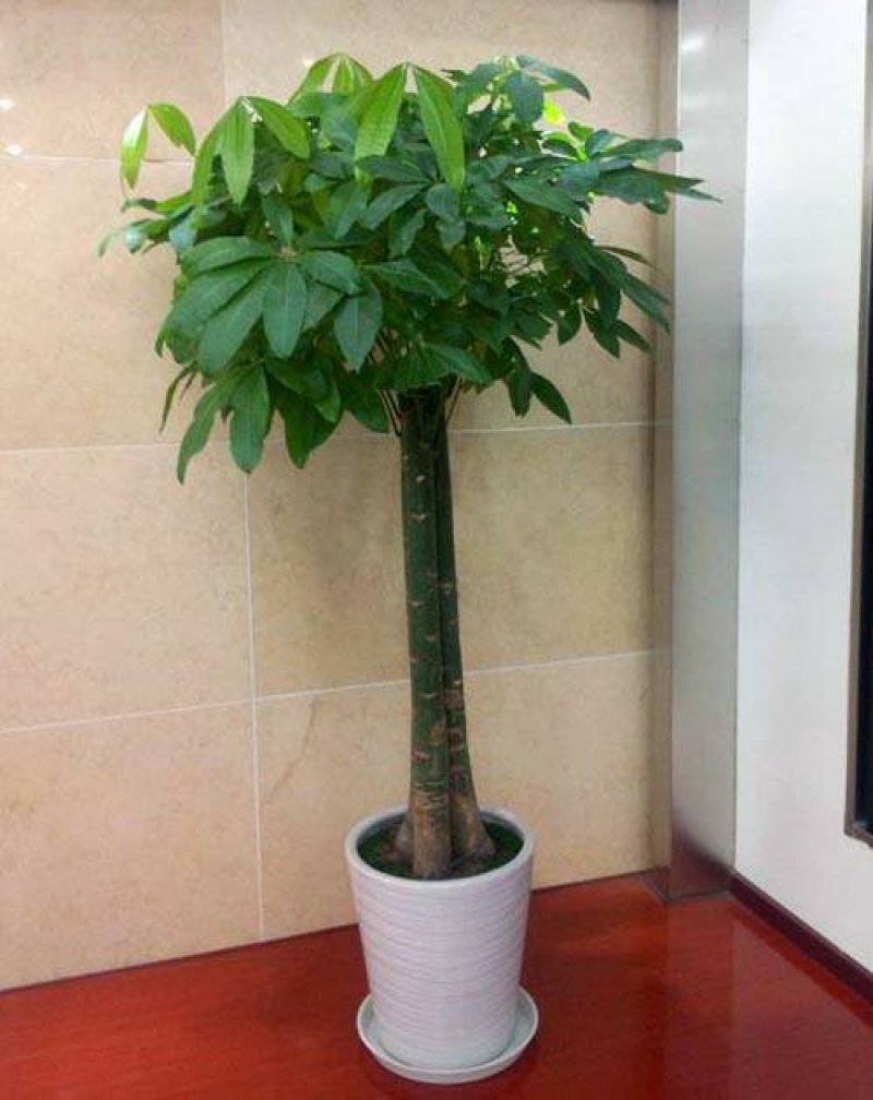 发财树