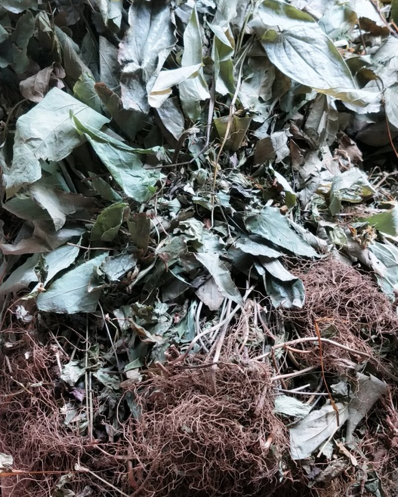 淫羊藿四川产地直营新货上市大货批发。量大从优。