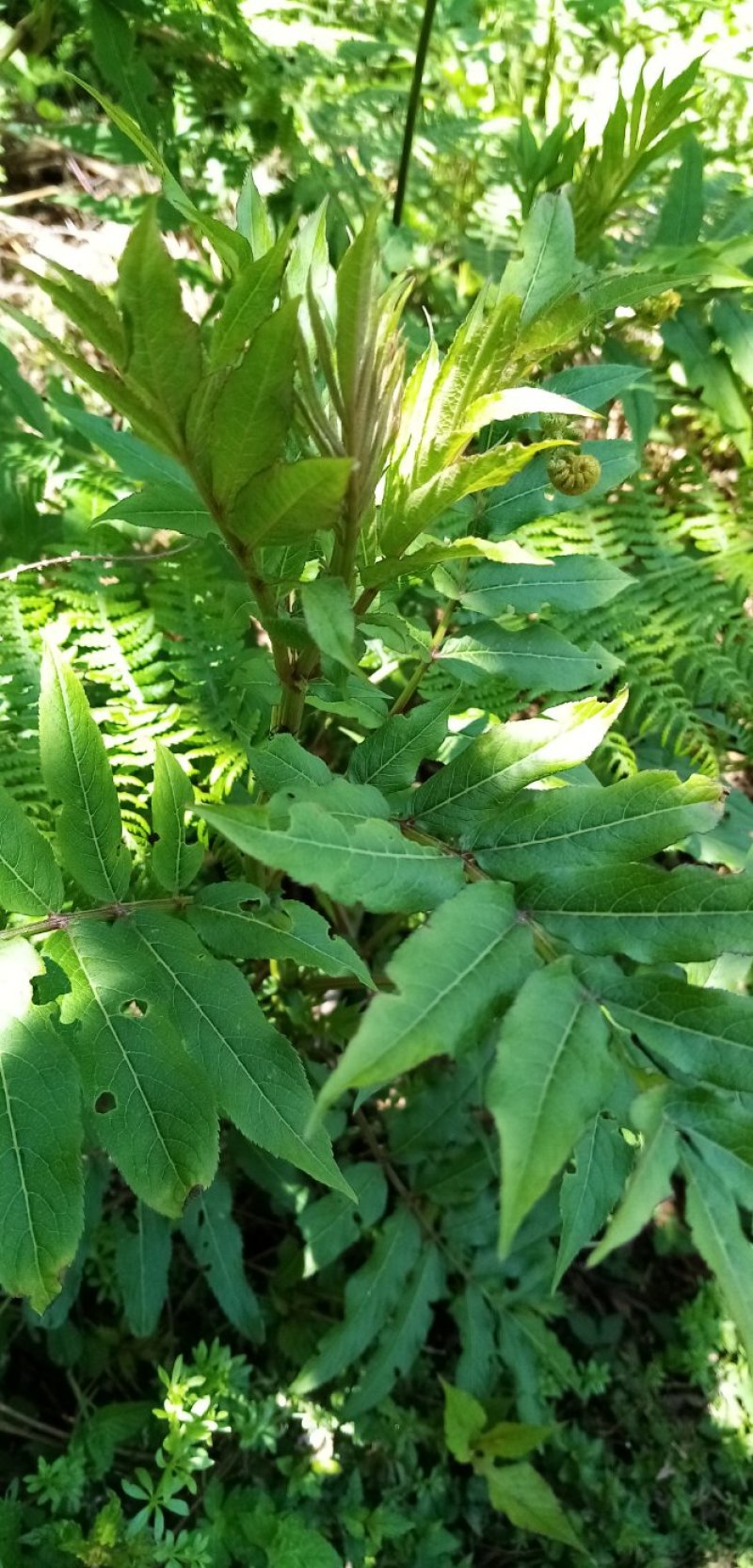 接骨草接骨木中药材鲜货全草货源充足欢迎联系