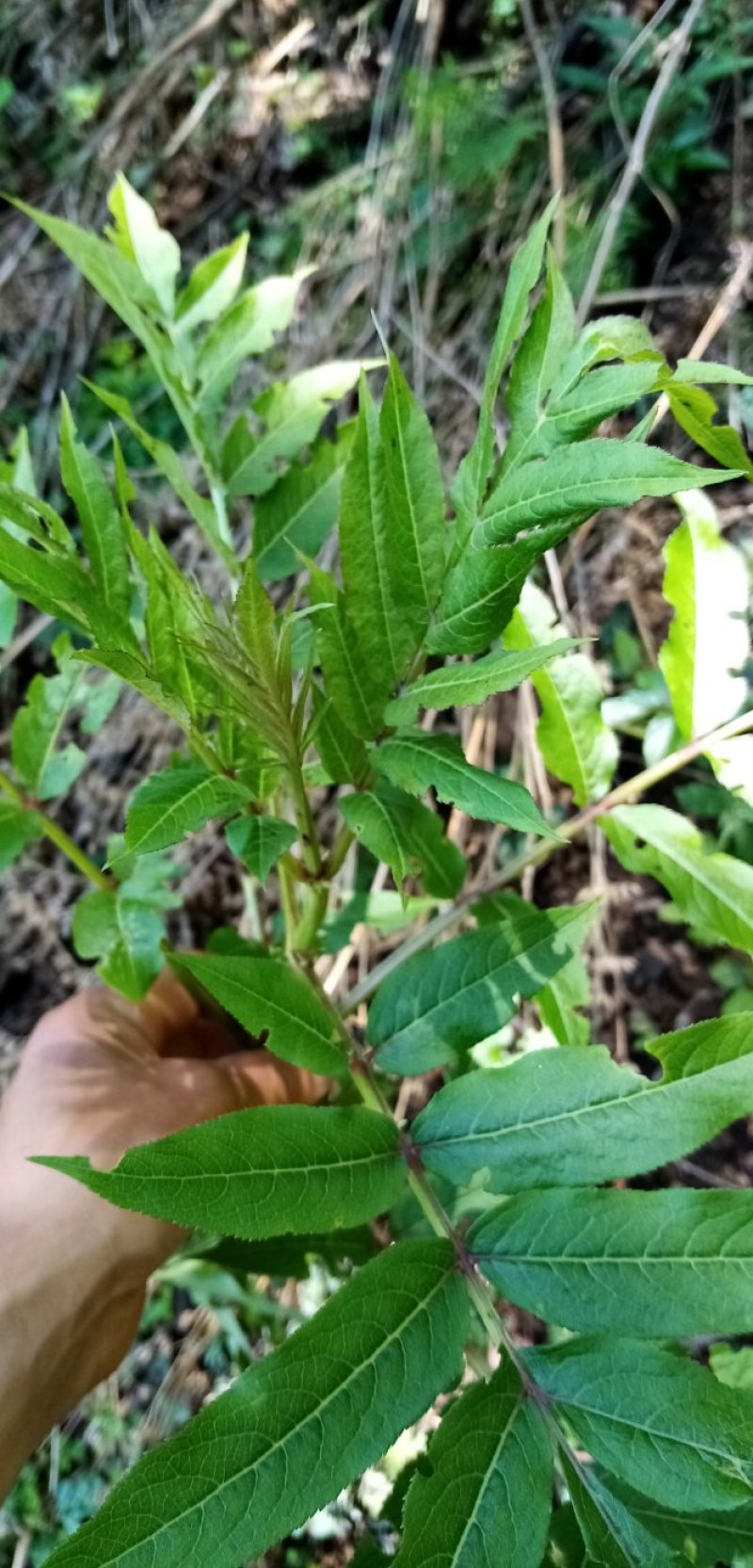 接骨草接骨木中药材鲜货全草货源充足欢迎联系