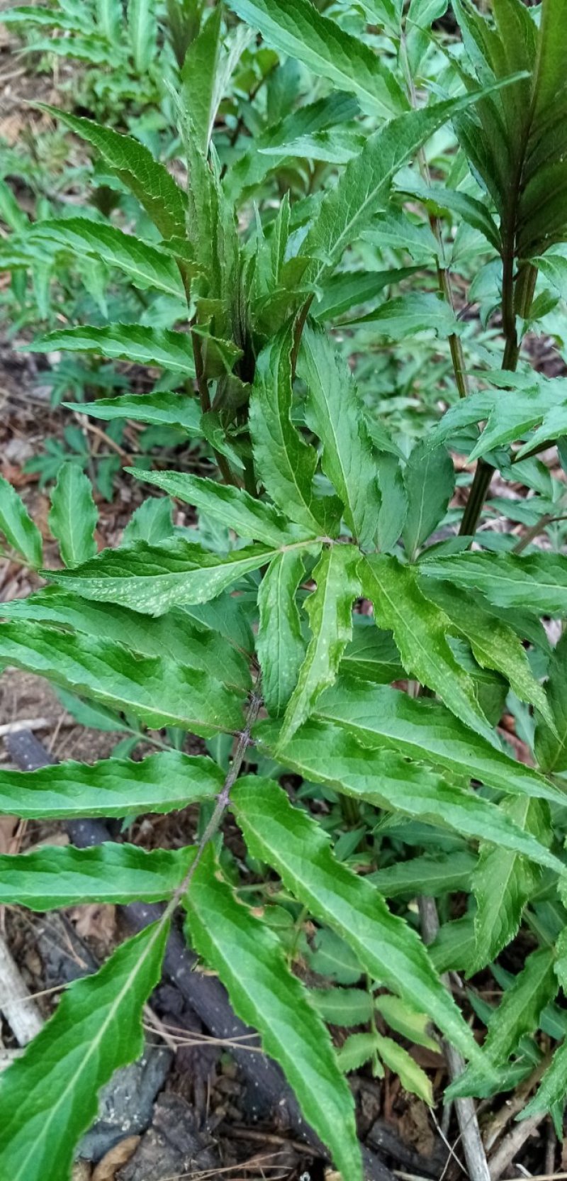 接骨草接骨木中药材鲜货全草货源充足欢迎联系