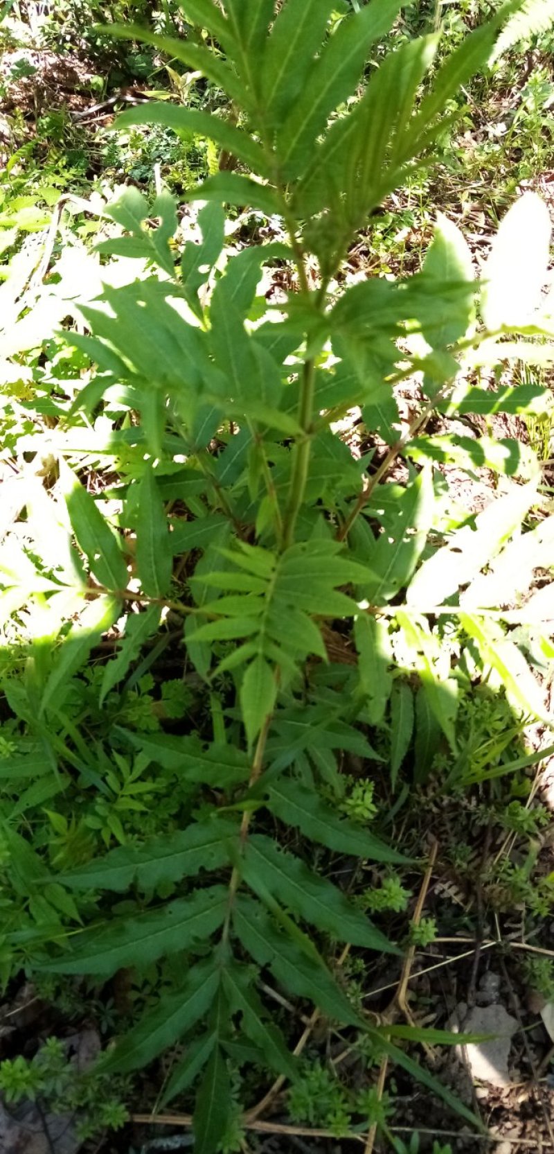 接骨草接骨木中药材鲜货全草货源充足欢迎联系