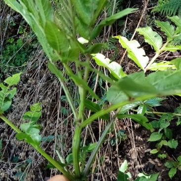 接骨草接骨木中药材鲜货全草货源充足欢迎联系