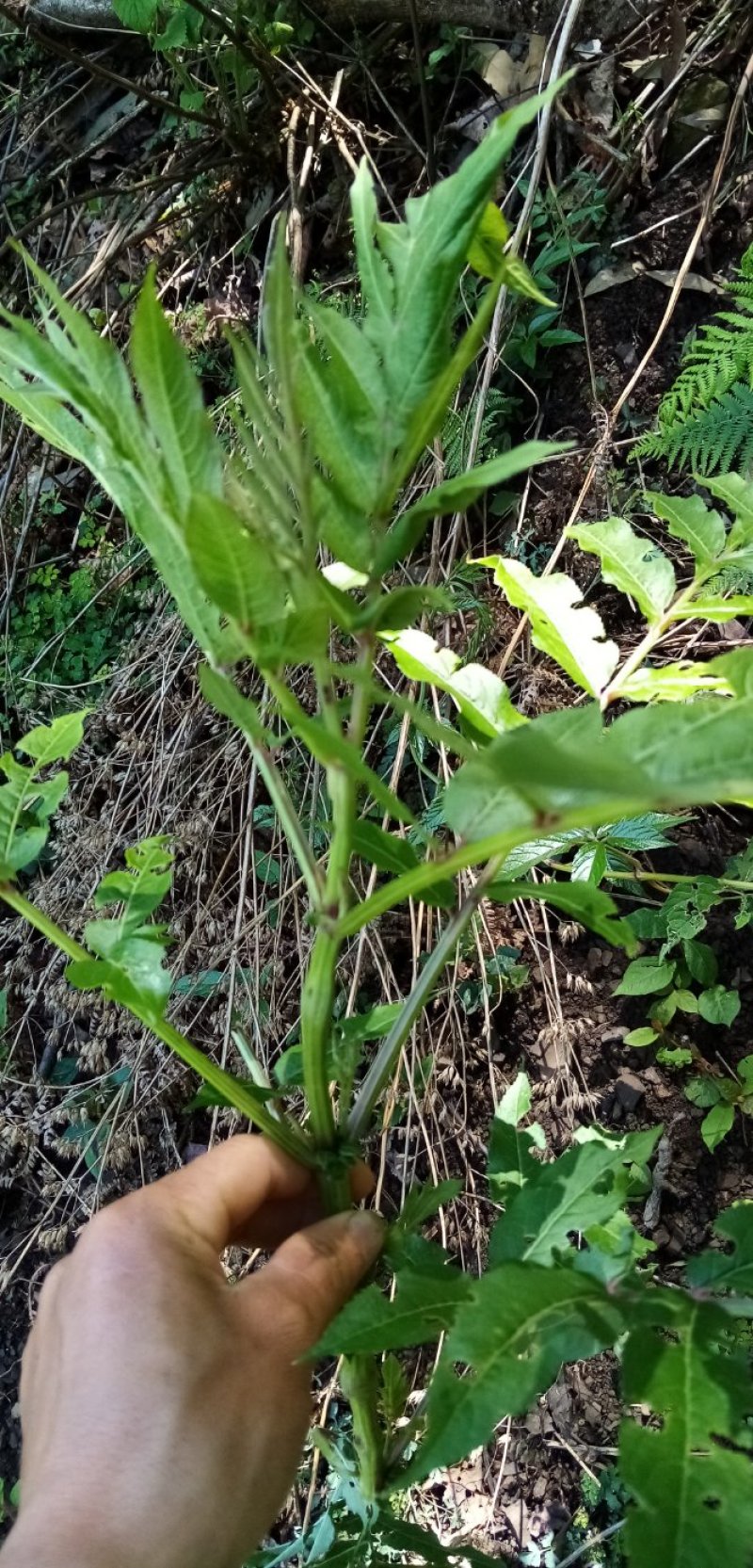 接骨草接骨木中药材鲜货全草货源充足欢迎联系