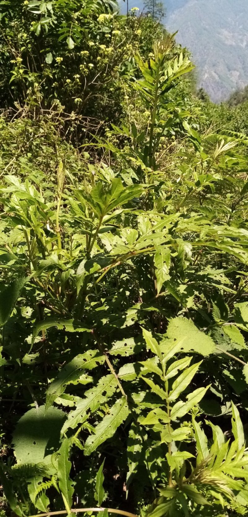 接骨草接骨木中药材鲜货全草货源充足欢迎联系