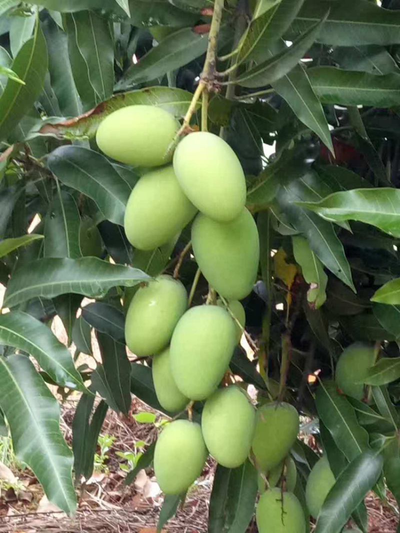 台农芒，口感很棒，很甜