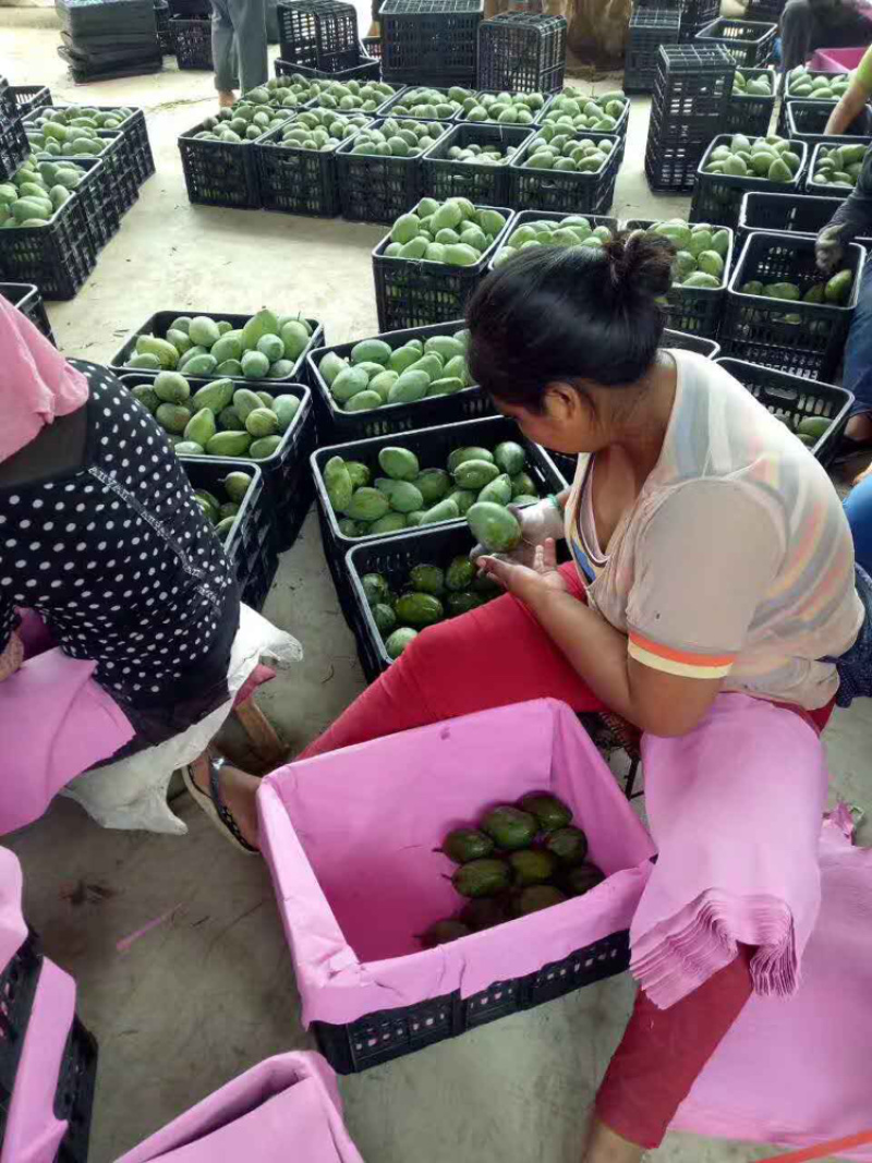 台农芒，口感很棒，很甜