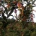 四川原生态荷包山桂花阳雀花干货花鲜货花根枝干货