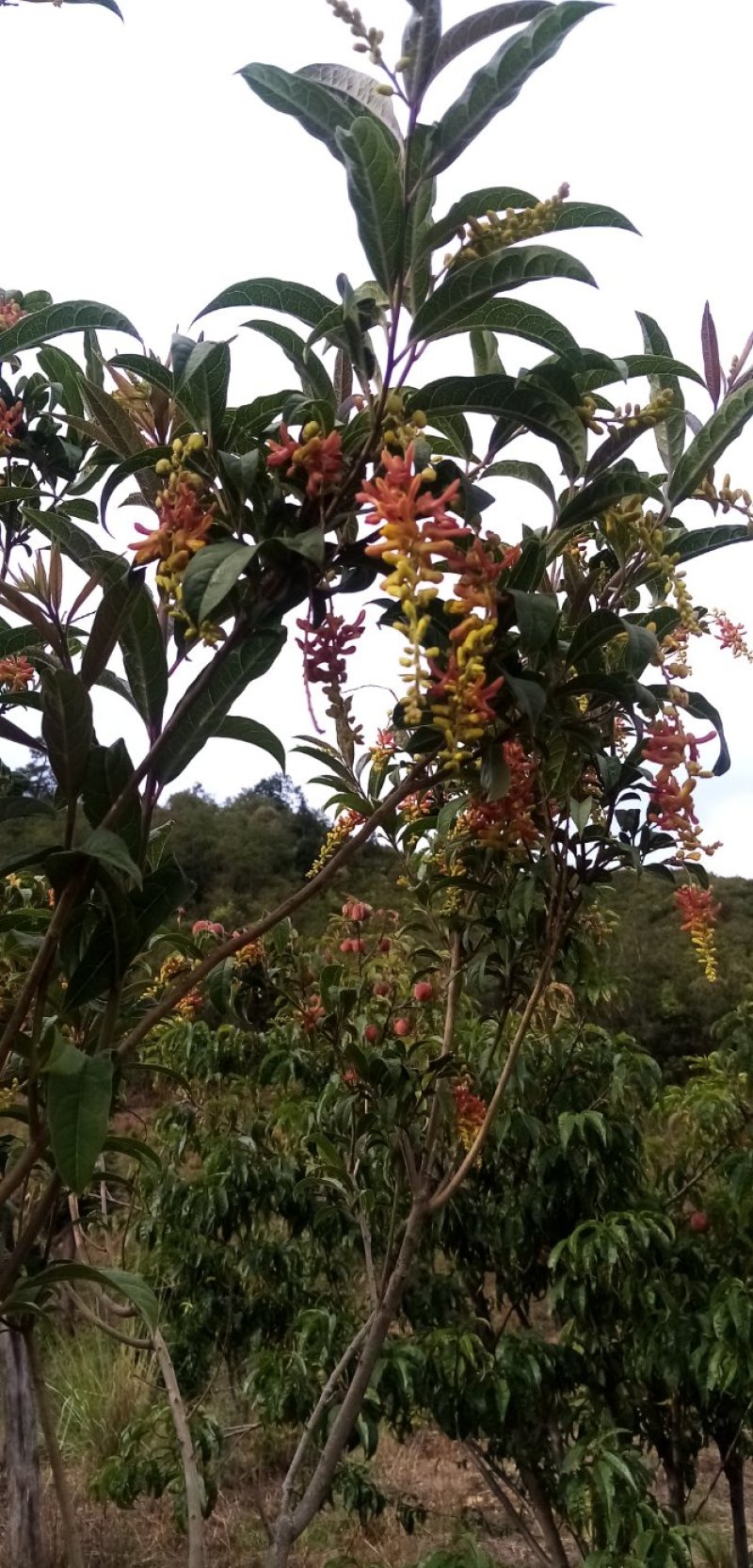 四川原生态荷包山桂花阳雀花干货花鲜货花根枝干货