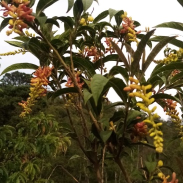四川原生态荷包山桂花阳雀花干货花鲜货花根枝干货