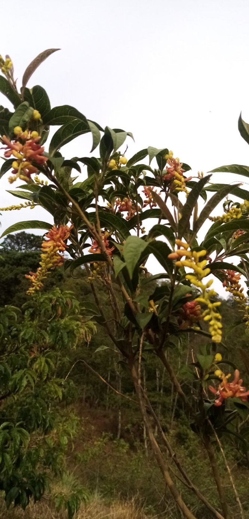 四川原生态荷包山桂花阳雀花干货花鲜货花根枝干货