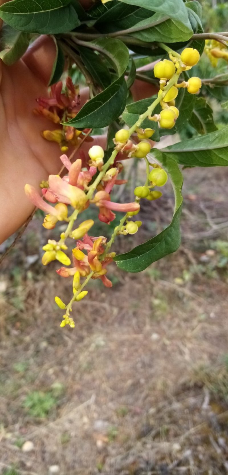 四川原生态荷包山桂花阳雀花干货花鲜货花根枝干货
