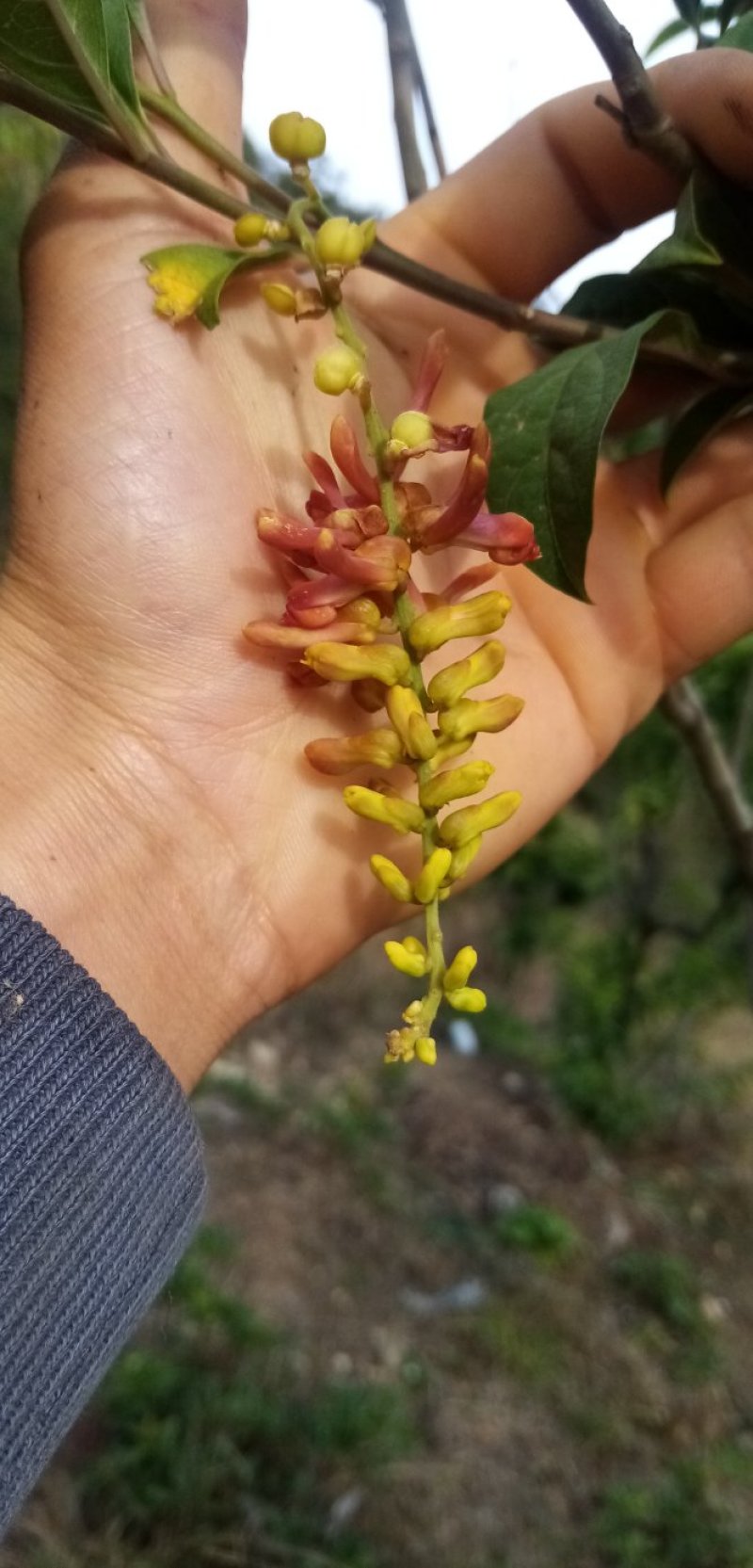 四川原生态荷包山桂花阳雀花干货花鲜货花根枝干货