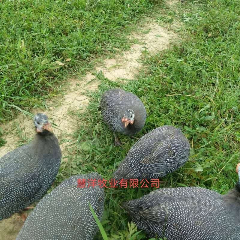 【推荐】珍珠鸡苗厂家直发质量保证诚信企业欢迎来电订购