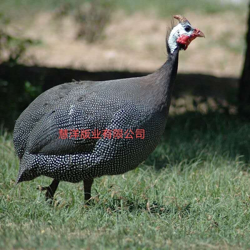 【推荐】珍珠鸡苗厂家直发质量保证诚信企业欢迎来电订购