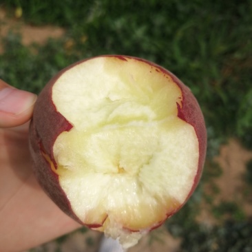 中油桃
