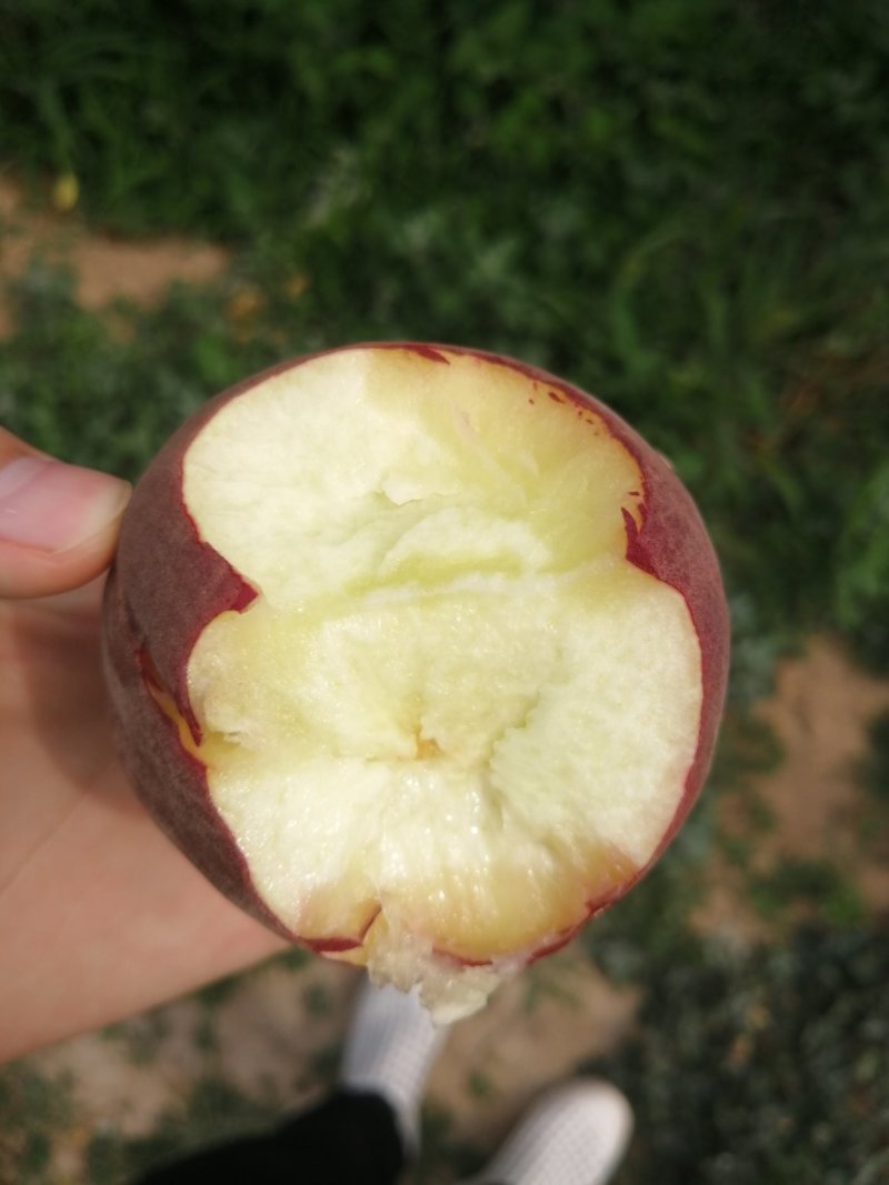 中油桃