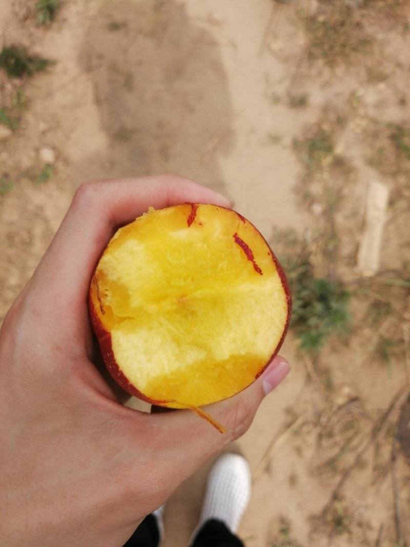 中油桃