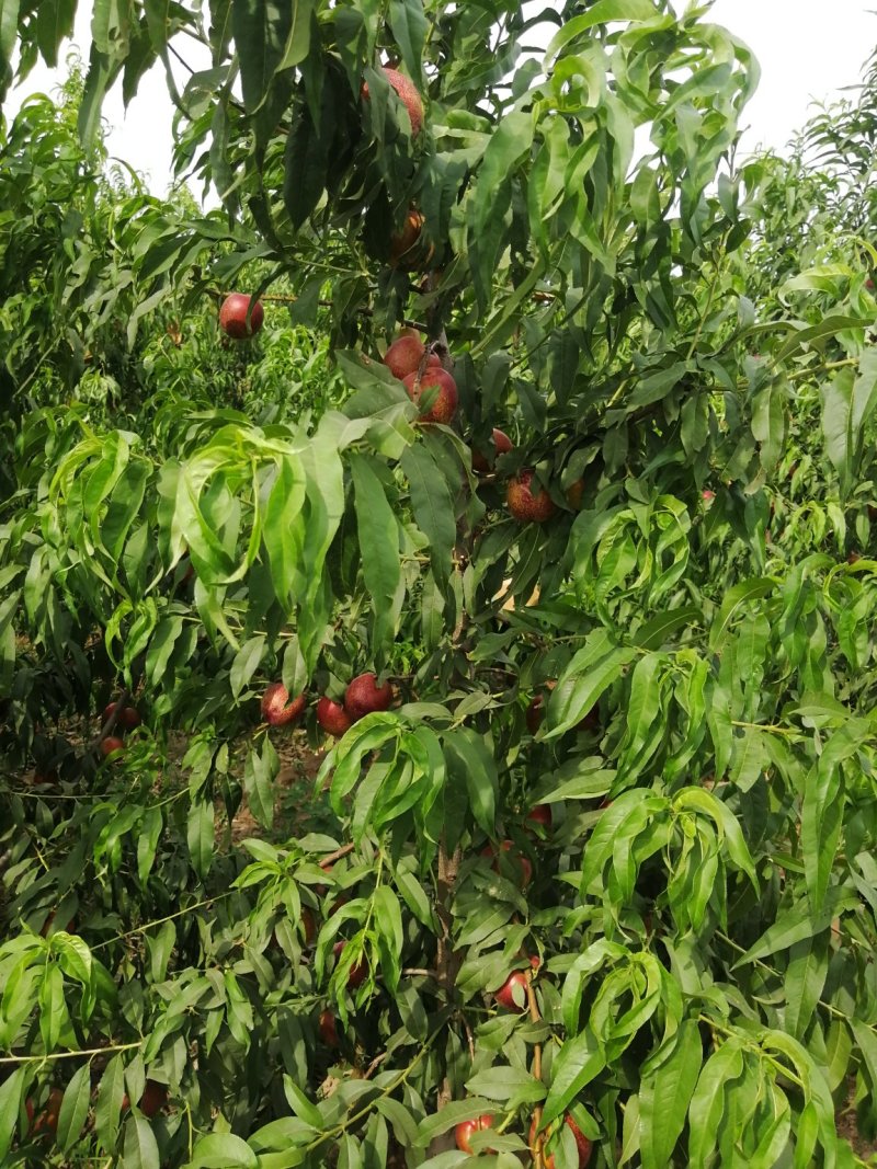 中油桃