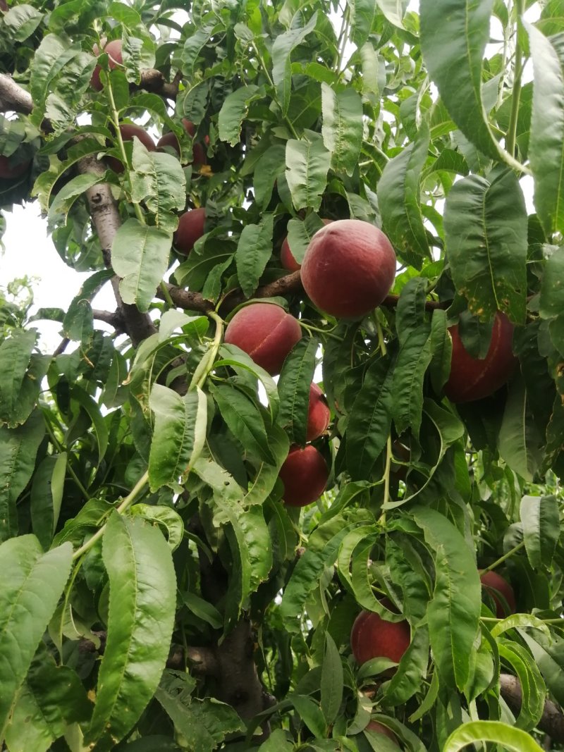 中油桃