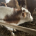 西门塔尔牛，肉牛，牛犊，免费提供养殖技术