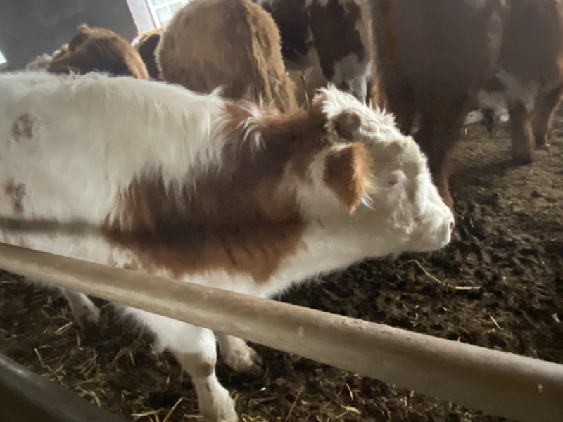 西门塔尔牛，肉牛，牛犊，免费提供养殖技术
