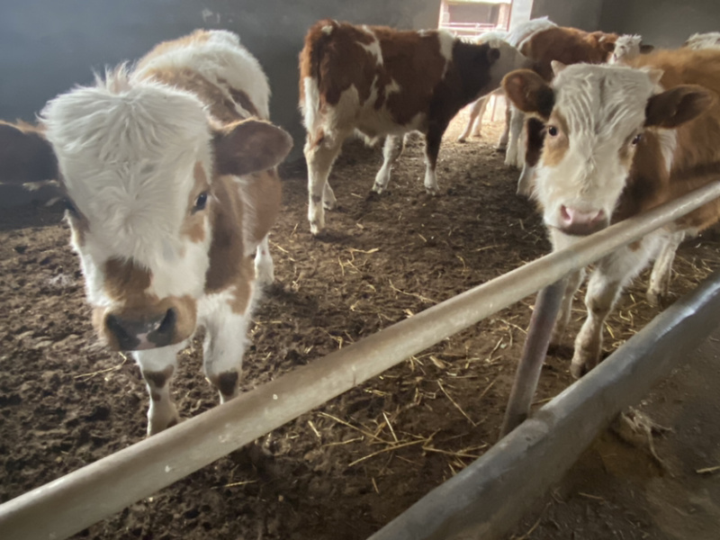 西门塔尔牛，肉牛，牛犊，免费提供养殖技术