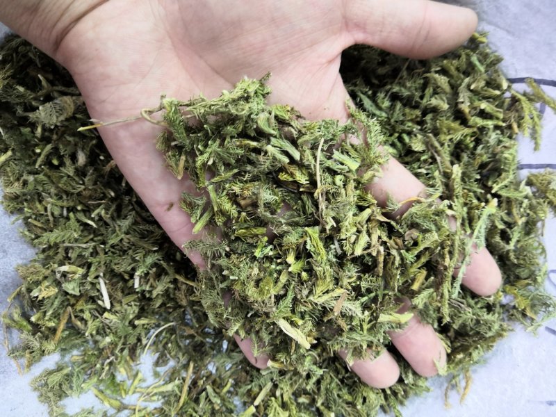 伸筋草舒筋草狮子草无硫新货中药材