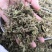 伸筋草舒筋草狮子草无硫新货中药材