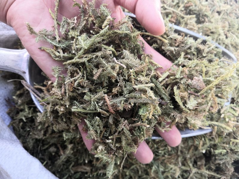 伸筋草舒筋草狮子草无硫新货中药材