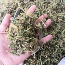 伸筋草舒筋草狮子草无硫新货中药材