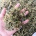 伸筋草舒筋草狮子草无硫新货中药材