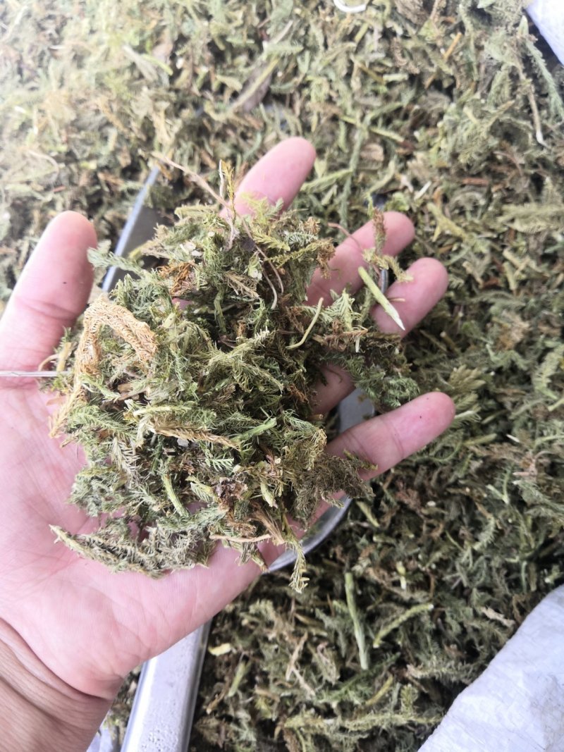 伸筋草舒筋草狮子草无硫新货中药材