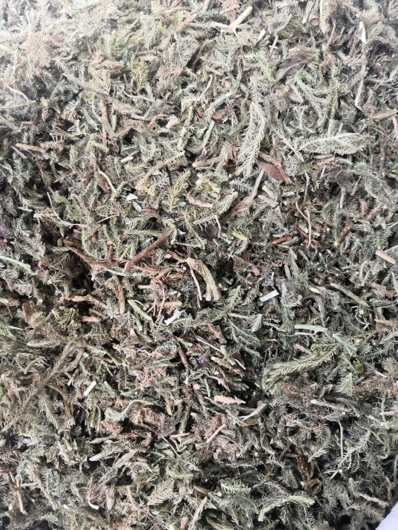 伸筋草舒筋草狮子草无硫新货中药材