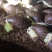白玉蜗牛可长年供应商品牛种牛