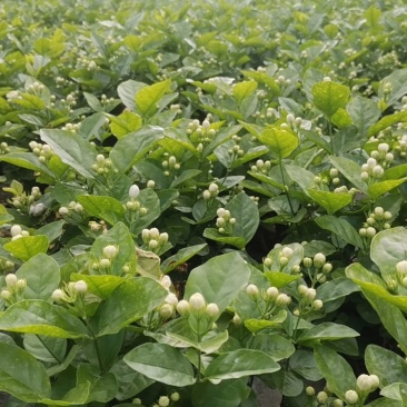 优质茉莉花栀子花自种自销价格优惠质量杠杠的