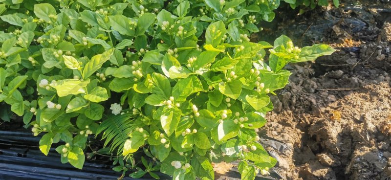 优质茉莉花栀子花自种自销价格优惠质量杠杠的