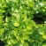 优质茉莉花栀子花自种自销价格优惠质量杠杠的
