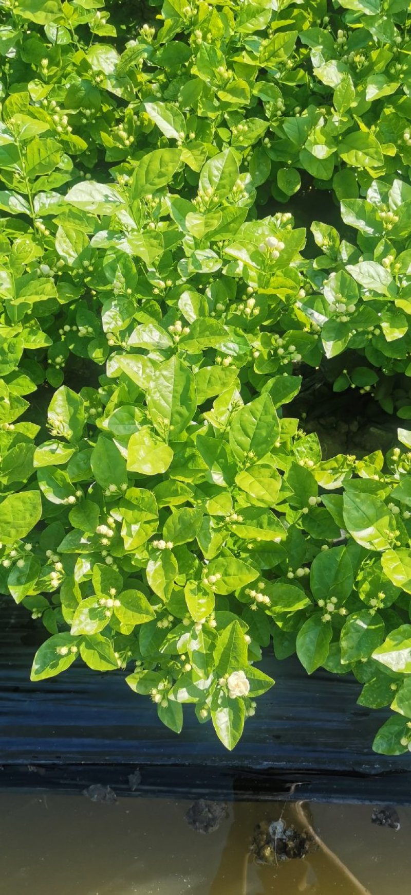 优质茉莉花栀子花自种自销价格优惠质量杠杠的