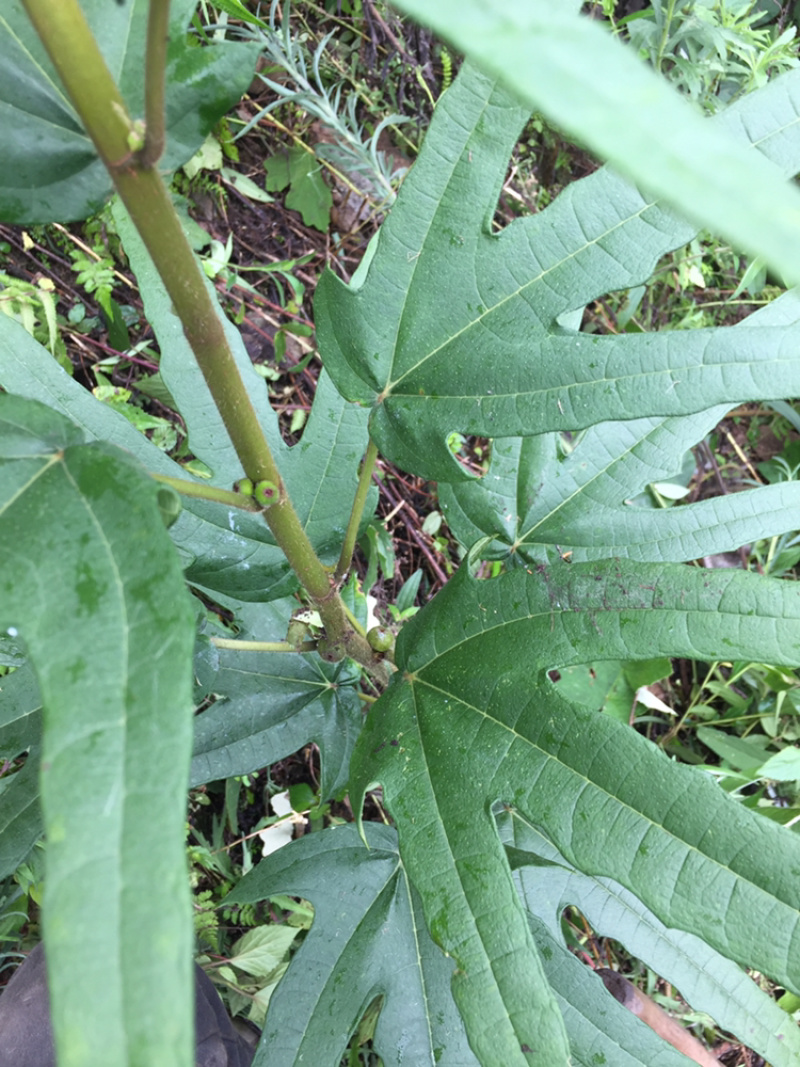 五指毛桃野生鲜货包邮