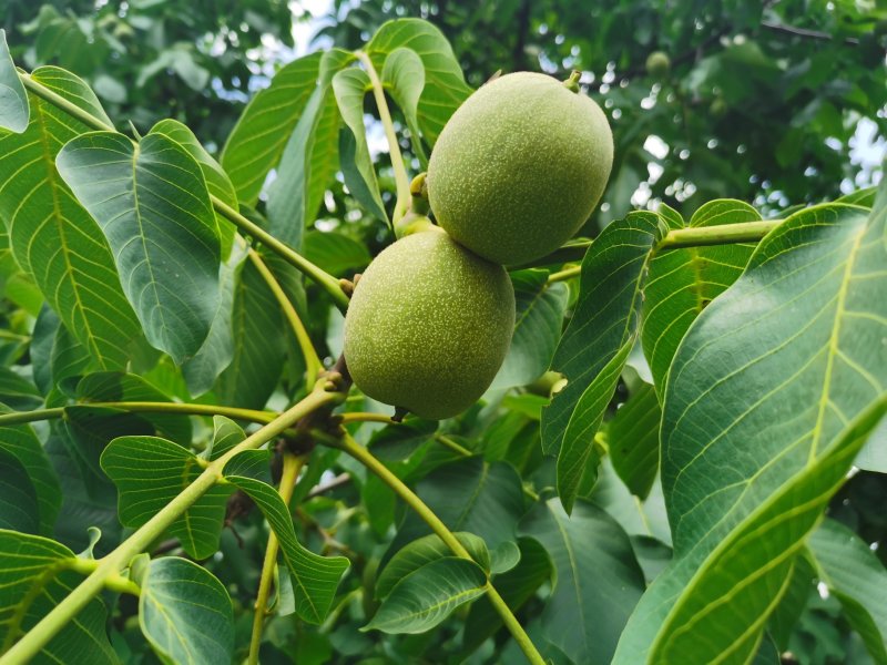 新疆核桃