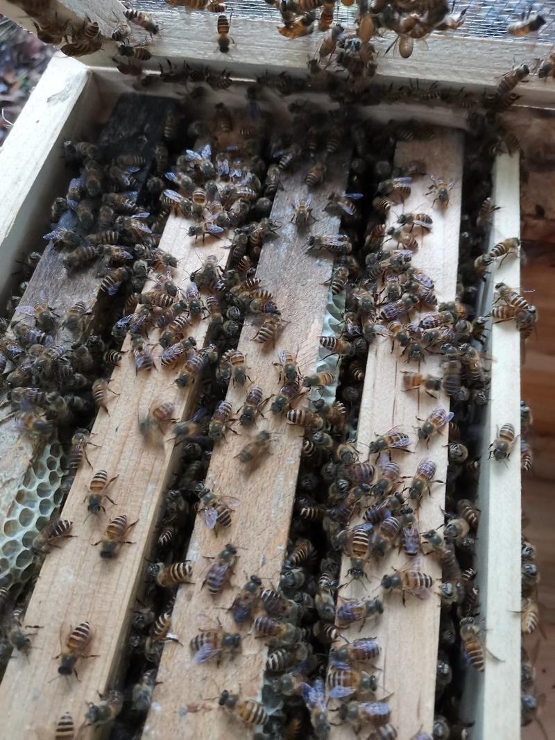 福建泉州安溪中华蜜蜂